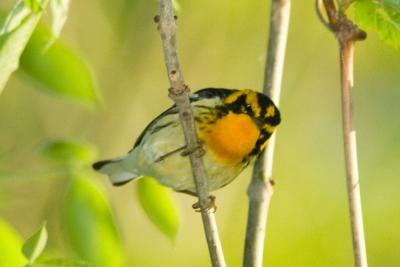 g4/01/558301/3/60184311.BlackburnianWarbler050706c.jpg