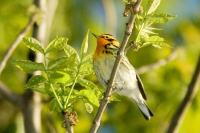 g4/01/558301/3/60184328.BlackburnianWarbler050706e.jpg