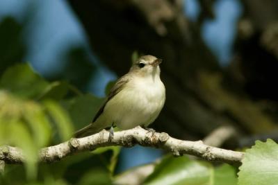 g4/01/558301/3/60184654.WarblingVireo050606b.jpg