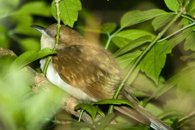 g4/01/558301/3/60185736.BlackBilledCuckoo050606a.jpg