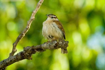 Warblers and Small Birds