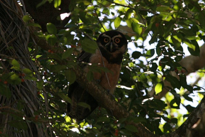 Spectacled Owl (Pulsatrix perspicillata)