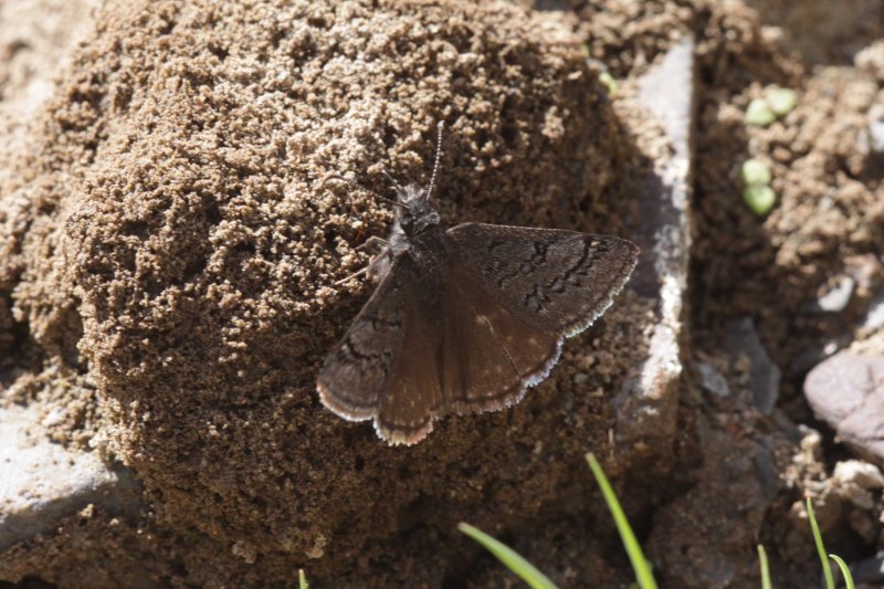 Sleepy Duskywing (Eryinnis brizo)