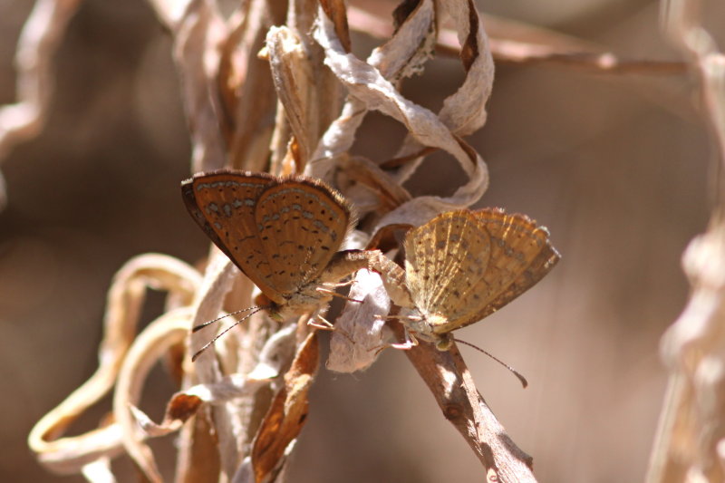 Fatal Metalmark (Calephelis nemesis) - coupled pair