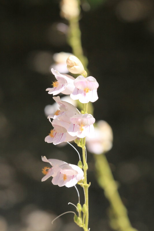 Palmer Penstemon (Penstemon palmeri)