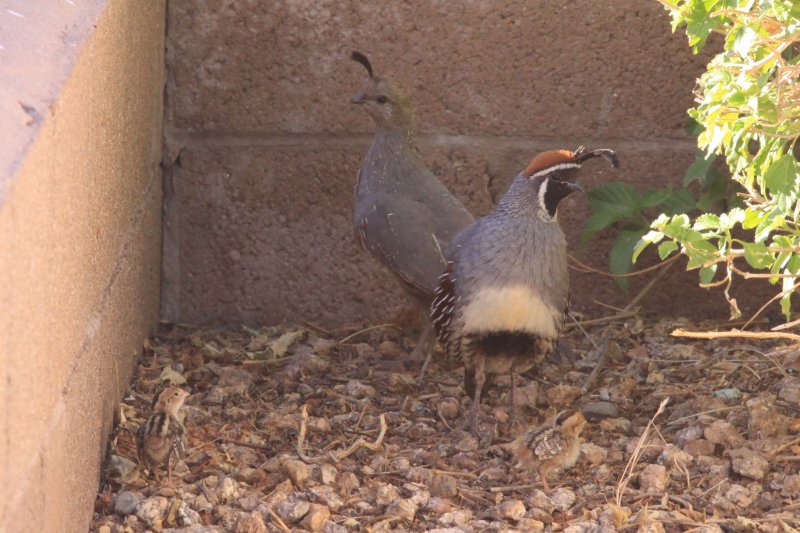 Gambels Quail (Callipepla gambelii)