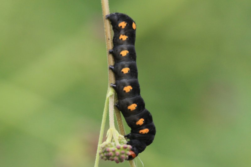 Two-spotted Forester Moth (Alypiodes bimaculata) - larva scroll down