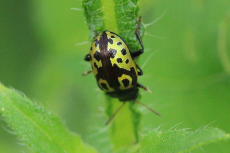 Leaf Beetle (Zygogramma signatipennis)