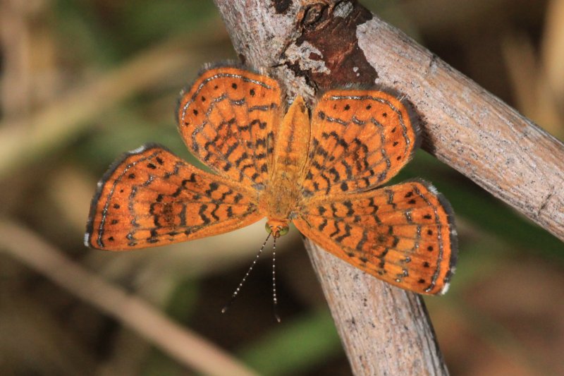 Fatal Metalmark (Calephelis nemesis)