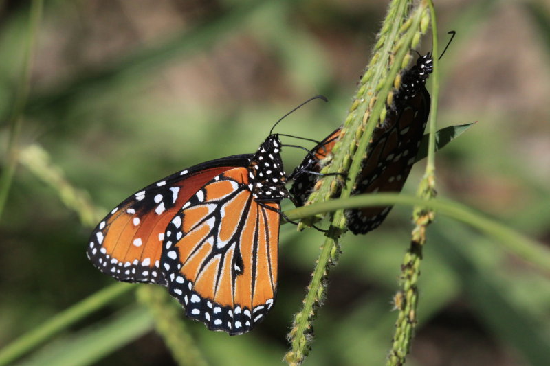 Queen (Danaus gilippus)