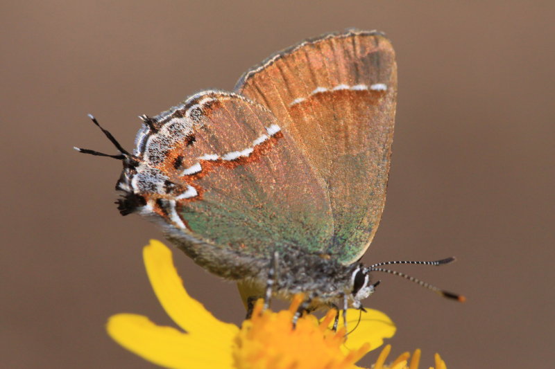 Juniper Hairstreak (Callophrys gryneus siva)