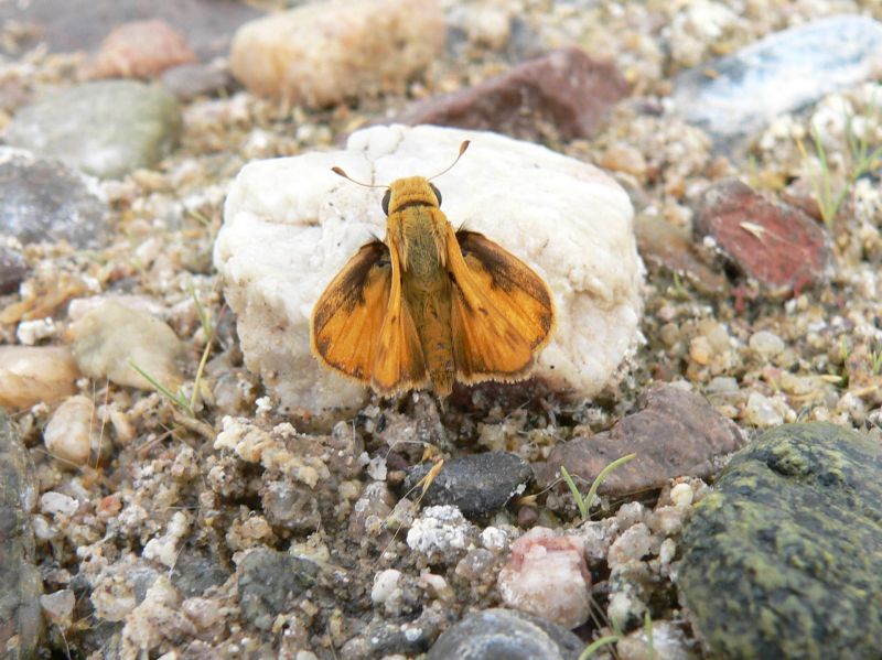 Fiery Skipper (Hylephila phyleus)