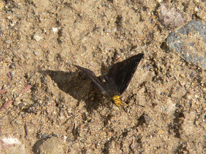 Golden-headed Sootywing (Staphylus ceos)