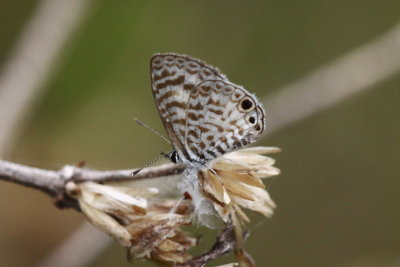 Cassius Blue (Leptotes cassius cassidula) 