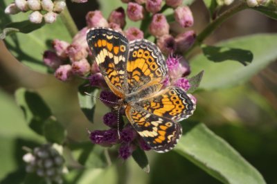 Phaon Crescent (Phyciodes p. phaon)