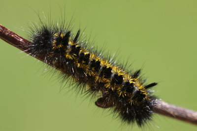 Apatelodes pudefacta