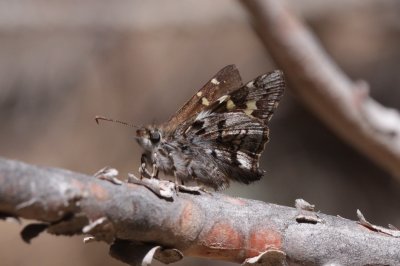 Short-tailed Skipper (Zestusa dorus)