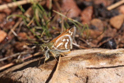 Morrisons Skipper (Stinga morrisoni)