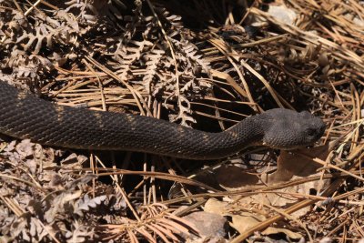 Arizona Black Rattlesnake (Crotalus cerberus)