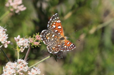 Mormon Metalmark (Apodemia mormo)