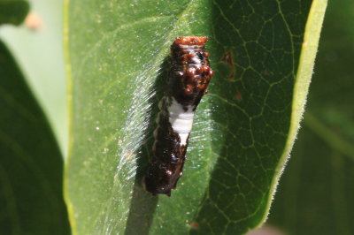 Two-tailed Swallowtail (Papilio multicaudata) - larva