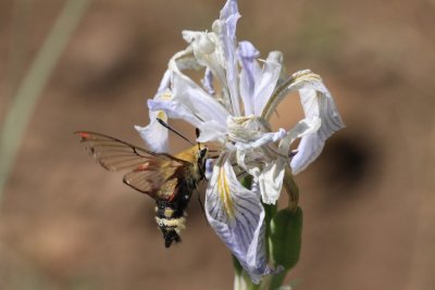 Hemaris sp