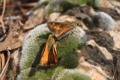 Taxiles Skipper (Poanes taxiles) - courting