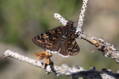 Pacuvius Duskywing (Erynnis pacuvius)