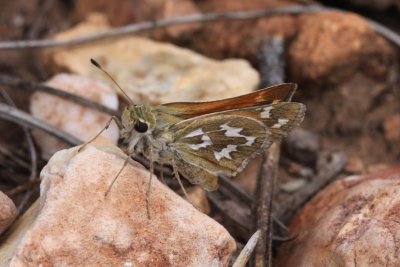 Western Branded Skipper (Hesperia colorado)