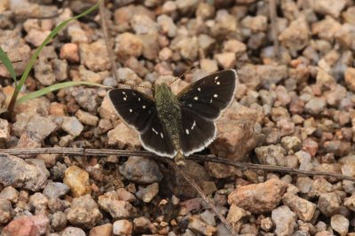 Many-Spotted Skipperling (Piruna aea)