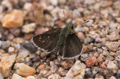 Elissa Roadside-Skipper (Amblyscirtes elissa)