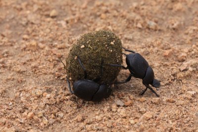 Dung Beetles (Canthon imitator)