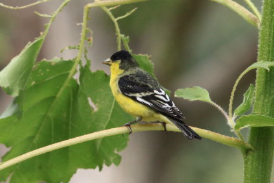 Lesser Goldfinch (Carduelis psaltria)