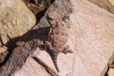 Greater Short-horned Lizard (Phrynosoma hernandesi)