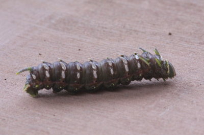 Hubbard's Silk Moth (Sphingicampa hubbardi) - larva