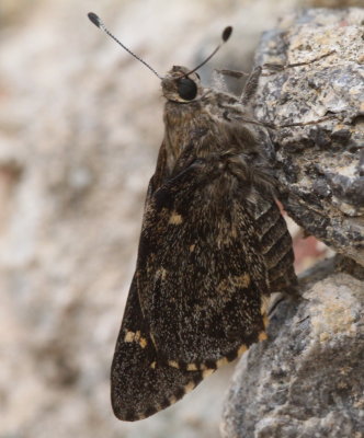 Bauers Giant Skipper (Agathymus baueri)