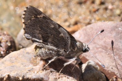 Arizona Giant-Skipper (Agathymus aryxna)