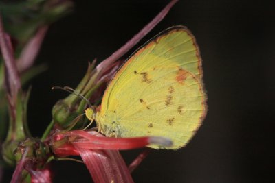 Little Yellow (Pyrisitia lisa)