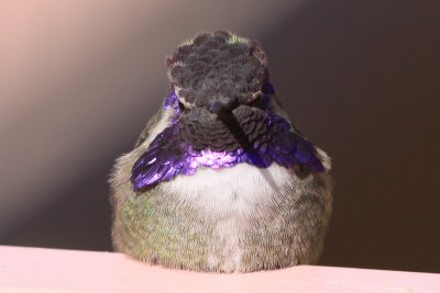 Costa'sHummingbird (Calypte costae)