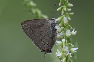 Lycaenidae - Gossamerwings