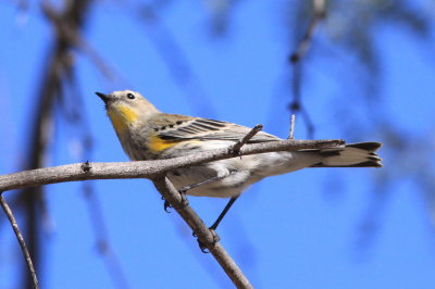 Yellow-rumped Warbler (Setophaga coronata) - female