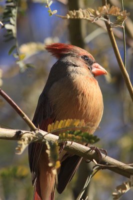 Northern Cardinal (Cardinalis cardinalis) - female