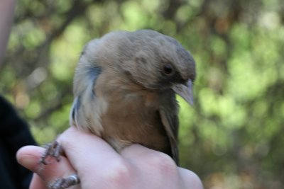 Abert's Towhee (Pipilo aberti)