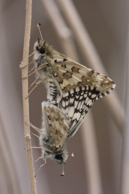 White/Common Checkered-Skipper (Pyrgus communis/albescens) - coupled pair