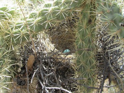 Curve-billed Thrasher nest - SCROLL DOWN