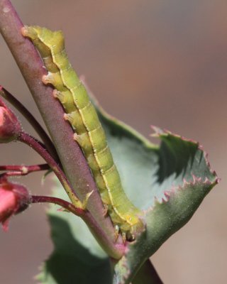 Sympistis sp (?)