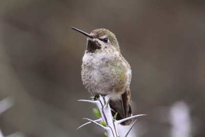 Anna's Hummingbird (Calypte anna) - female