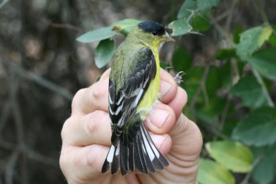 Lesser Goldfinch (Carduelis psaltria)