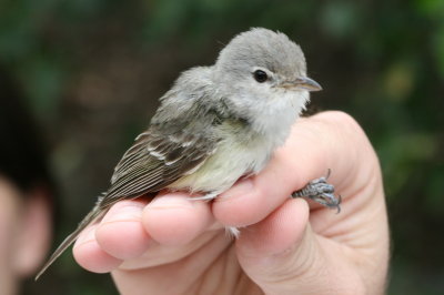 Bell's Vireo (Vireo bellii)