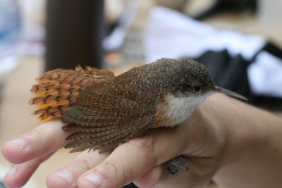 Canyon Wren (Catherpes mexicanus)